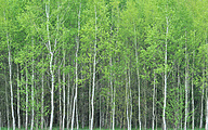 Silver birch (Betula pendula)